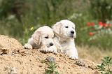 GOLDEN RETRIEVER 285